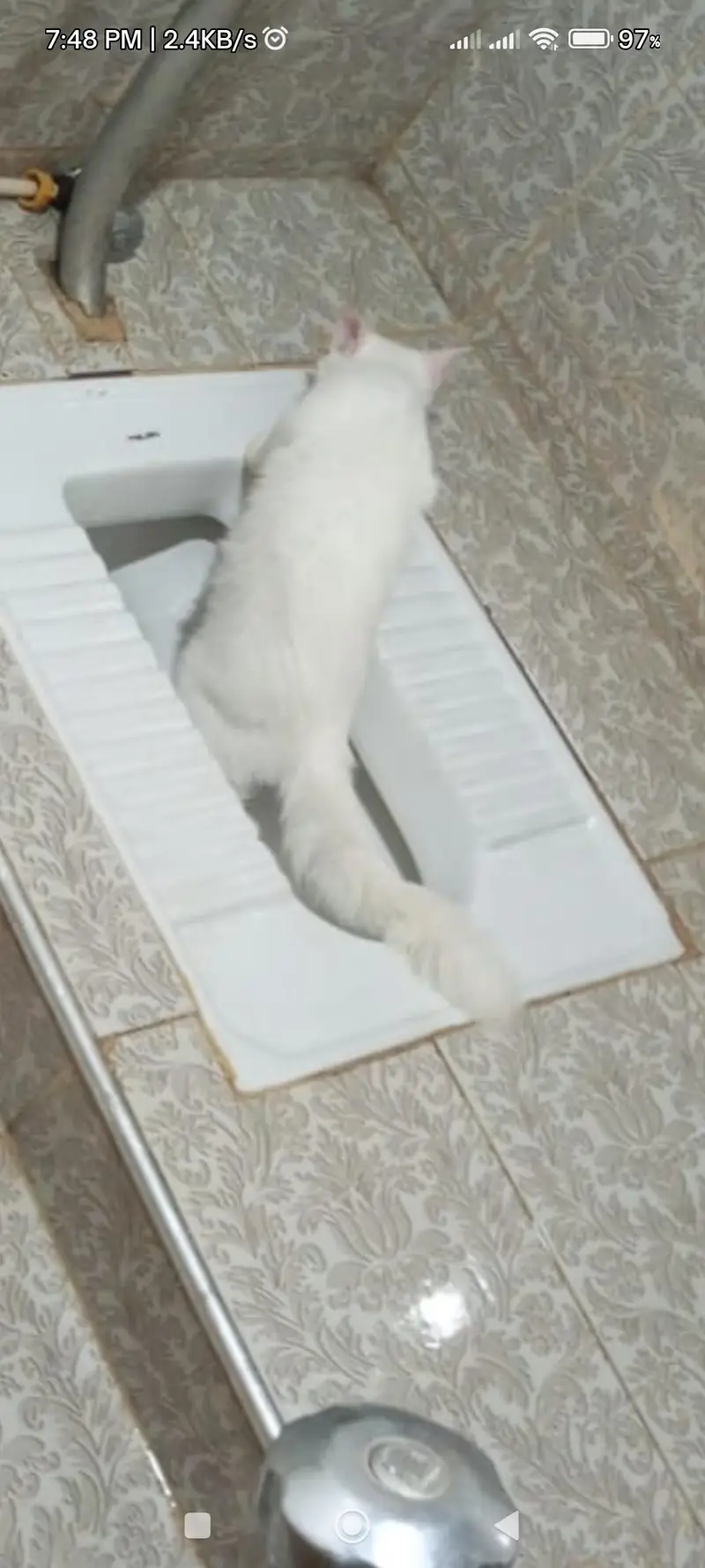 PERSIAN CAT — photo 2