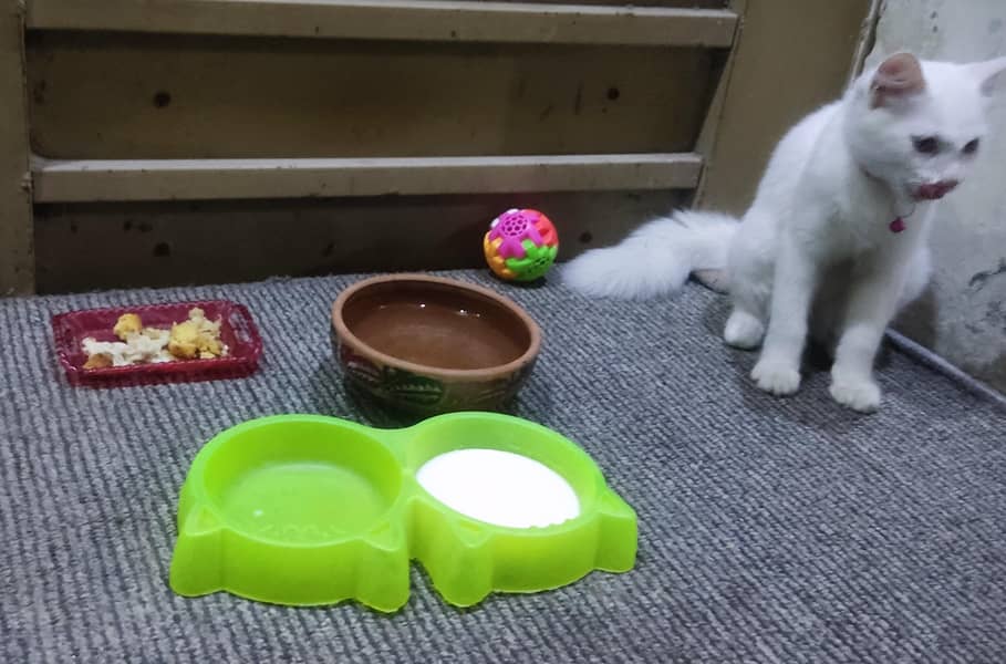 PERSIAN CAT 3