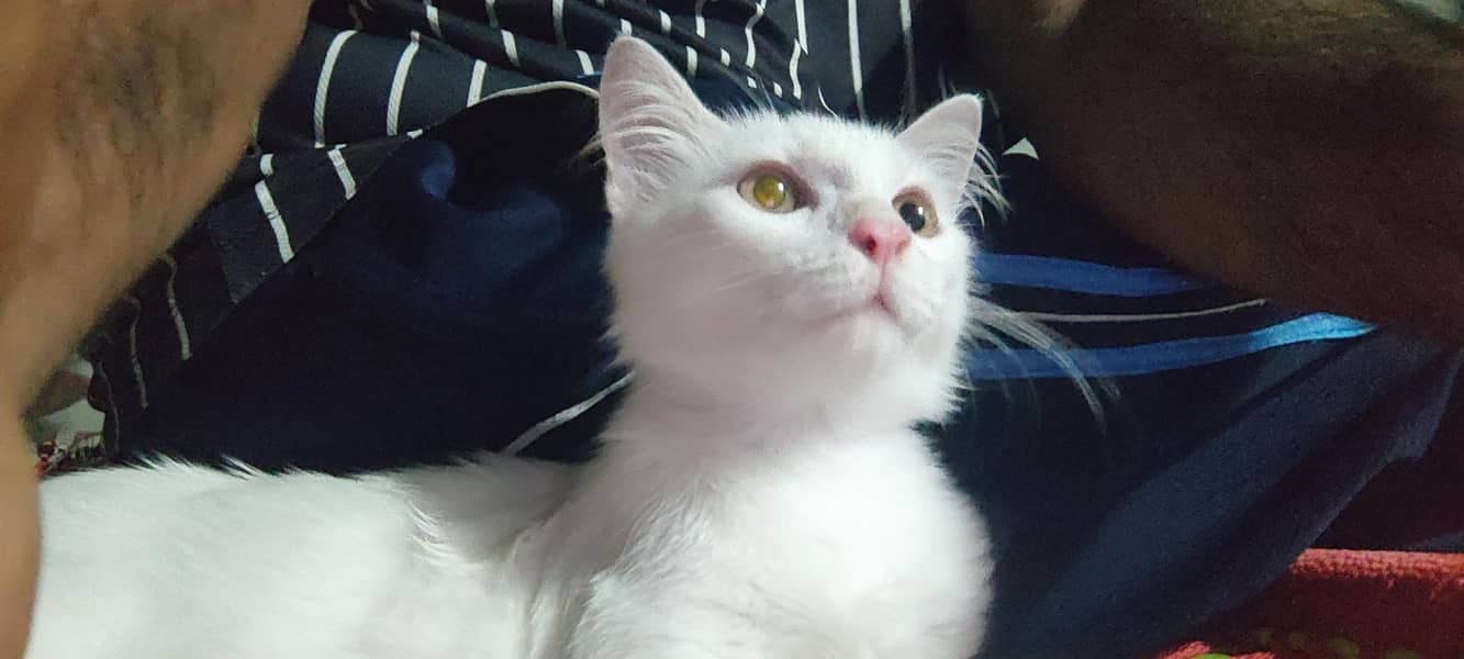 PERSIAN CAT 4