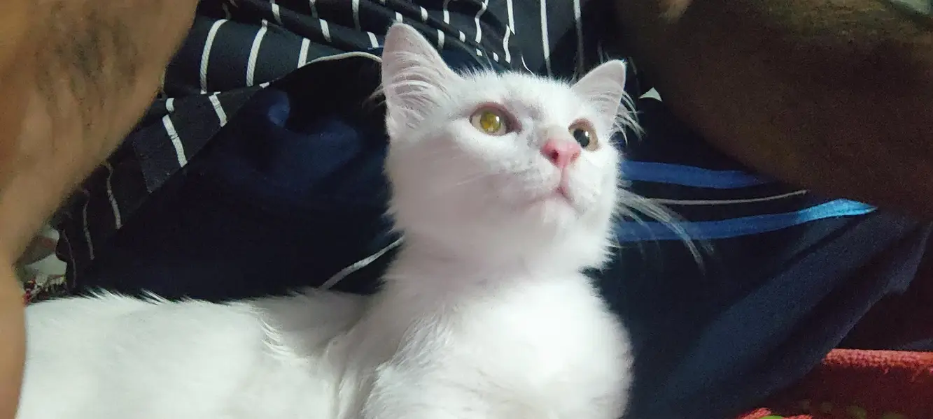 PERSIAN CAT — photo 5