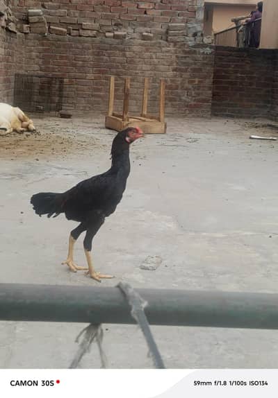 aseel