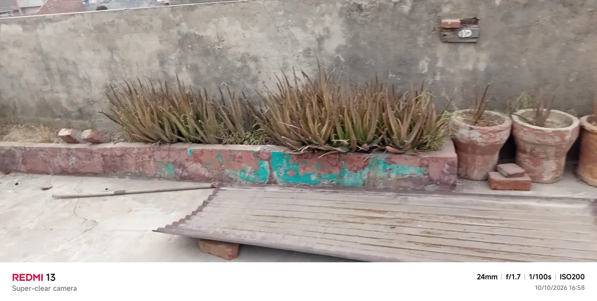 aleoveora for sale — photo 3