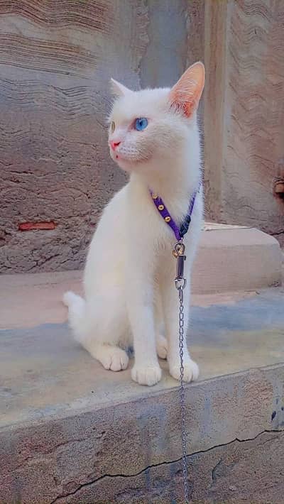 Persian / Turkish Van mix hai