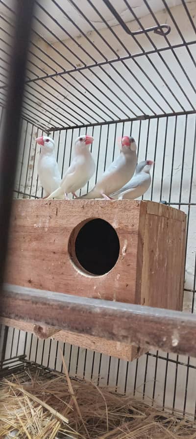 java and finch for sale