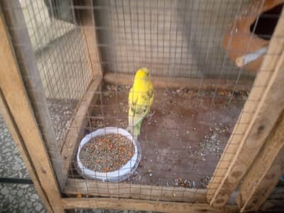 bugies parrot pair