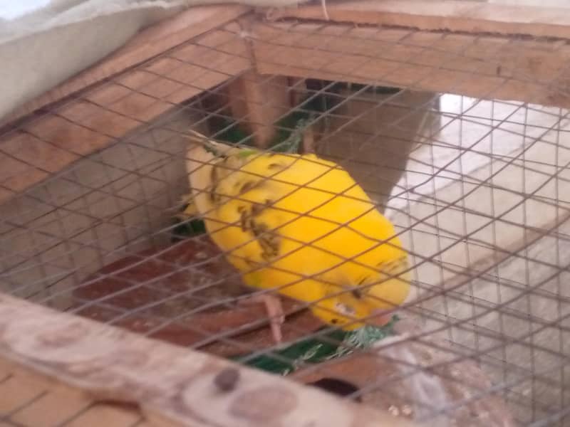 bugies parrot pair 1
