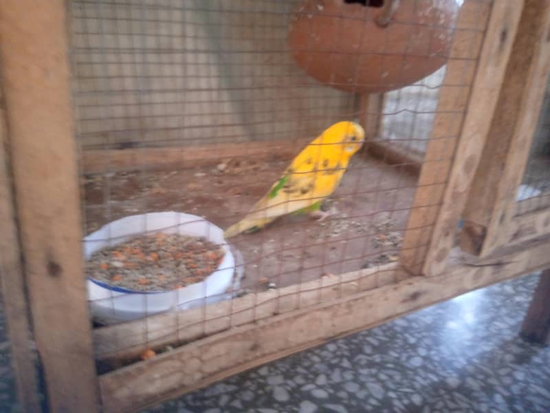 bugies parrot pair 2