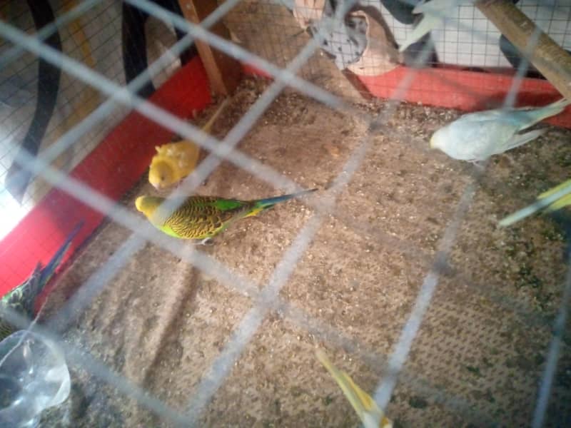 bugies parrot pair 3