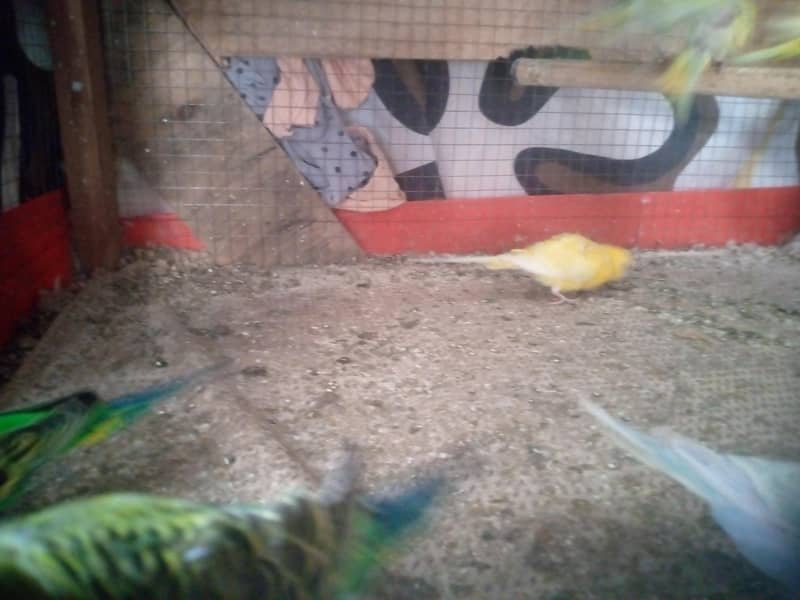 bugies parrot pair 4