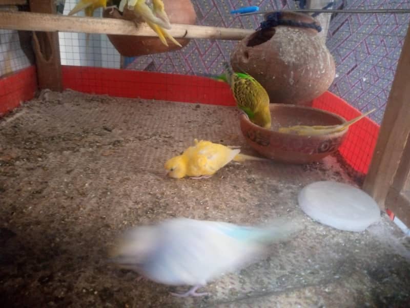 bugies parrot pair 5