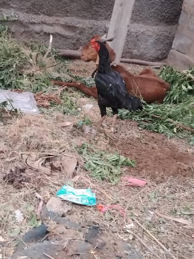 Mashallha aseel bird for sale hai