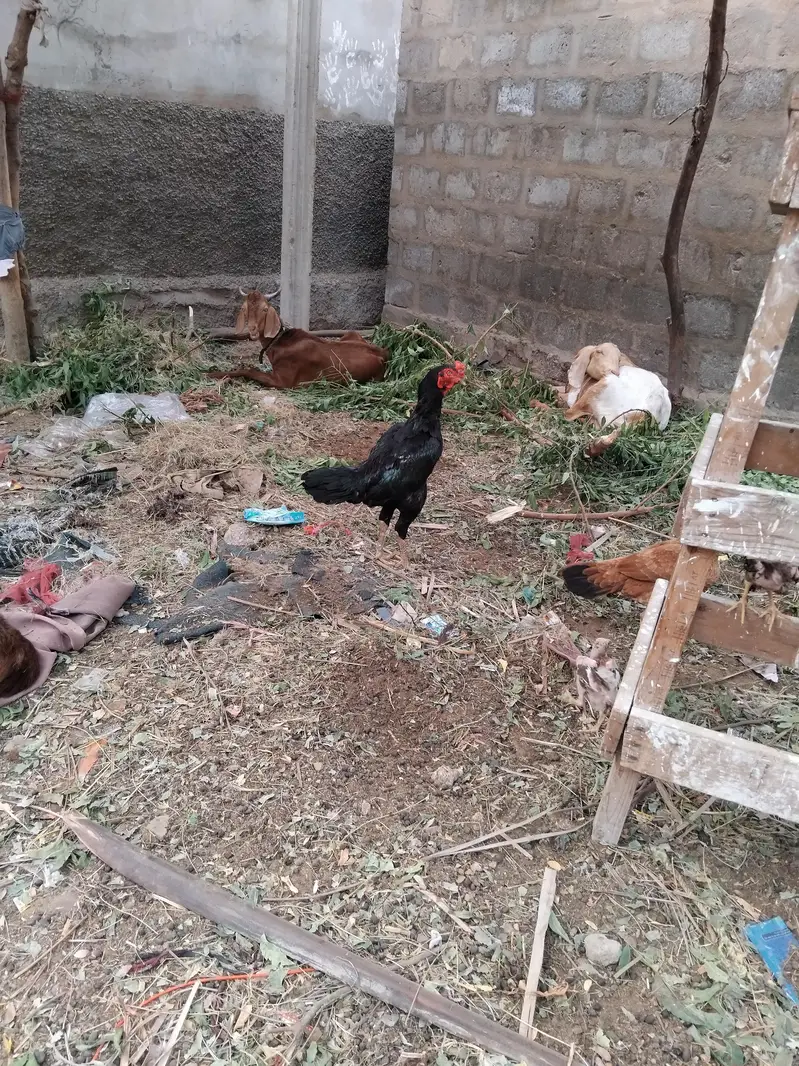 Mashallha aseel bird for sale hai — photo 2