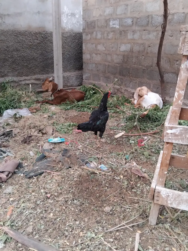 Mashallha aseel bird for sale hai — photo 3