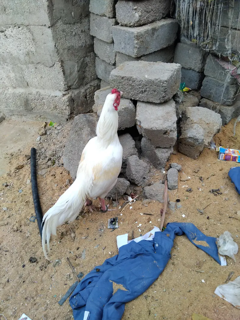 Mashallha aseel bird for sale hai — photo 4