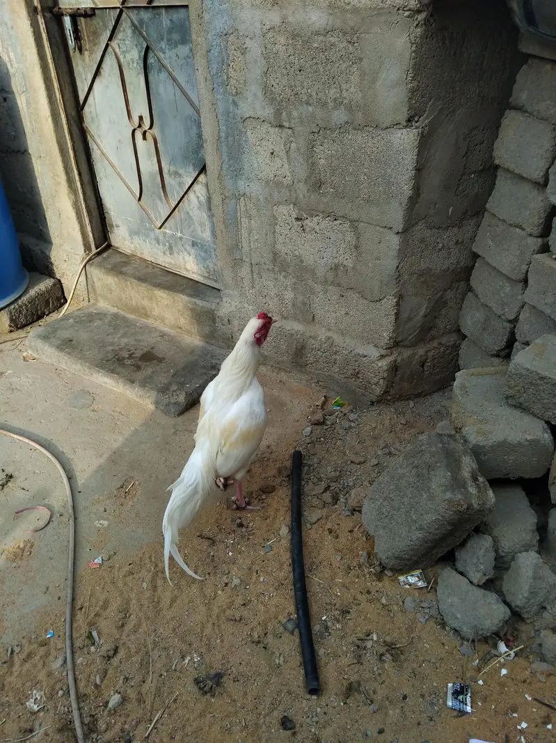 Mashallha aseel bird for sale hai — photo 5