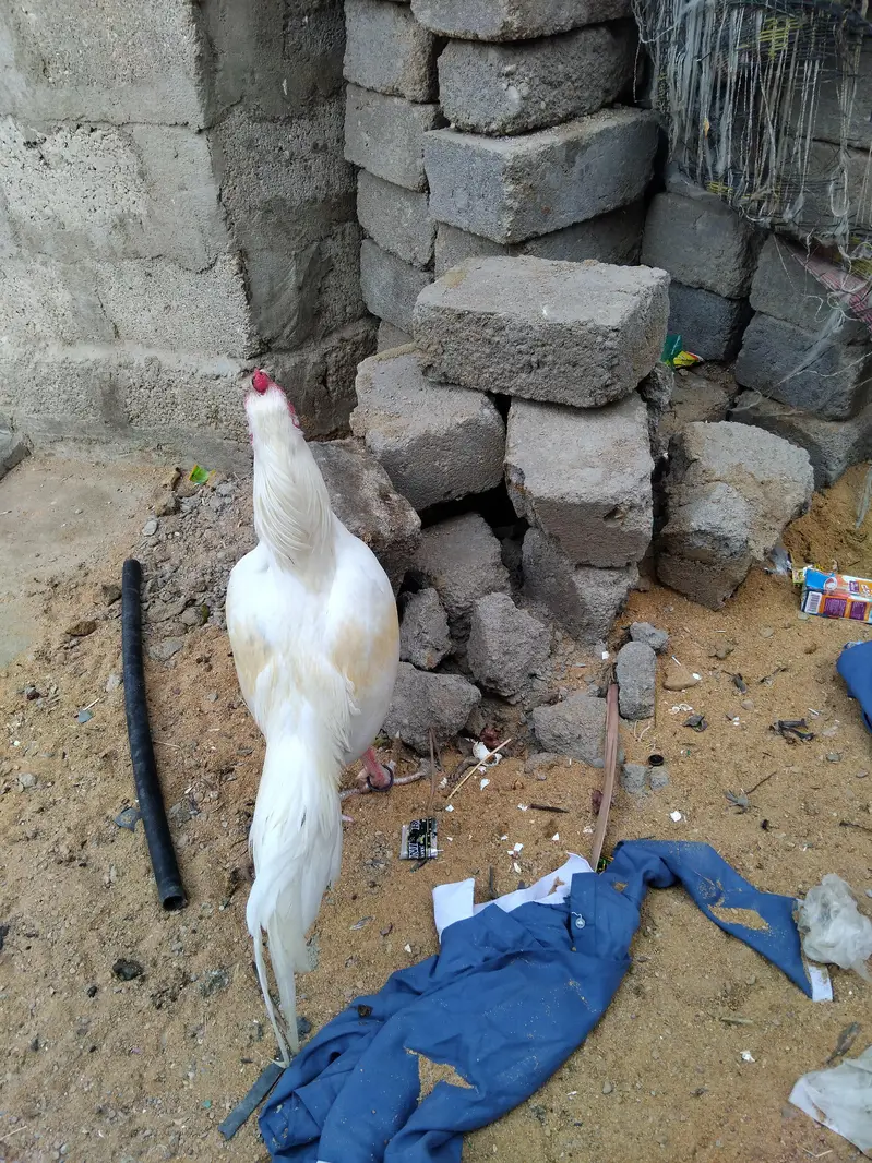 Mashallha aseel bird for sale hai — photo 6