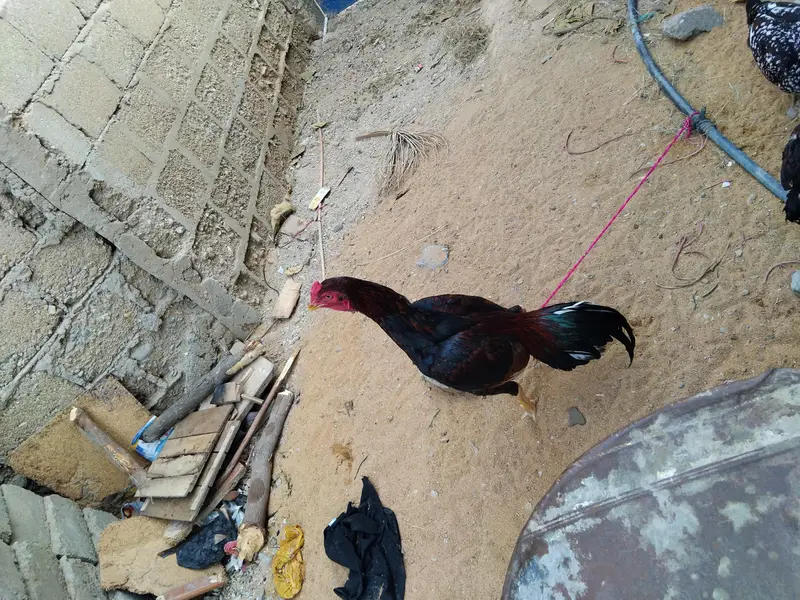 Mashallha aseel bird for sale hai — photo 7