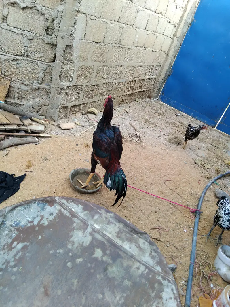 Mashallha aseel bird for sale hai — photo 8
