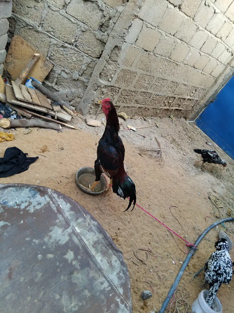 Mashallha aseel bird for sale hai — photo 9