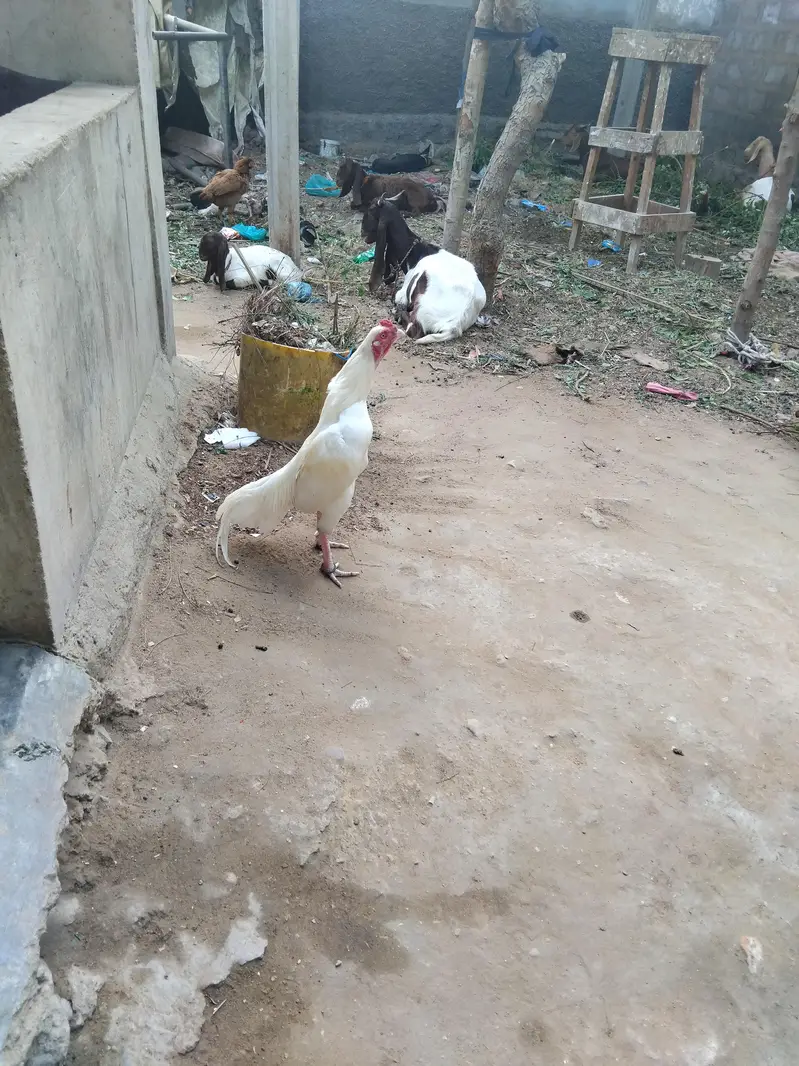 Mashallha aseel bird for sale hai — photo 10