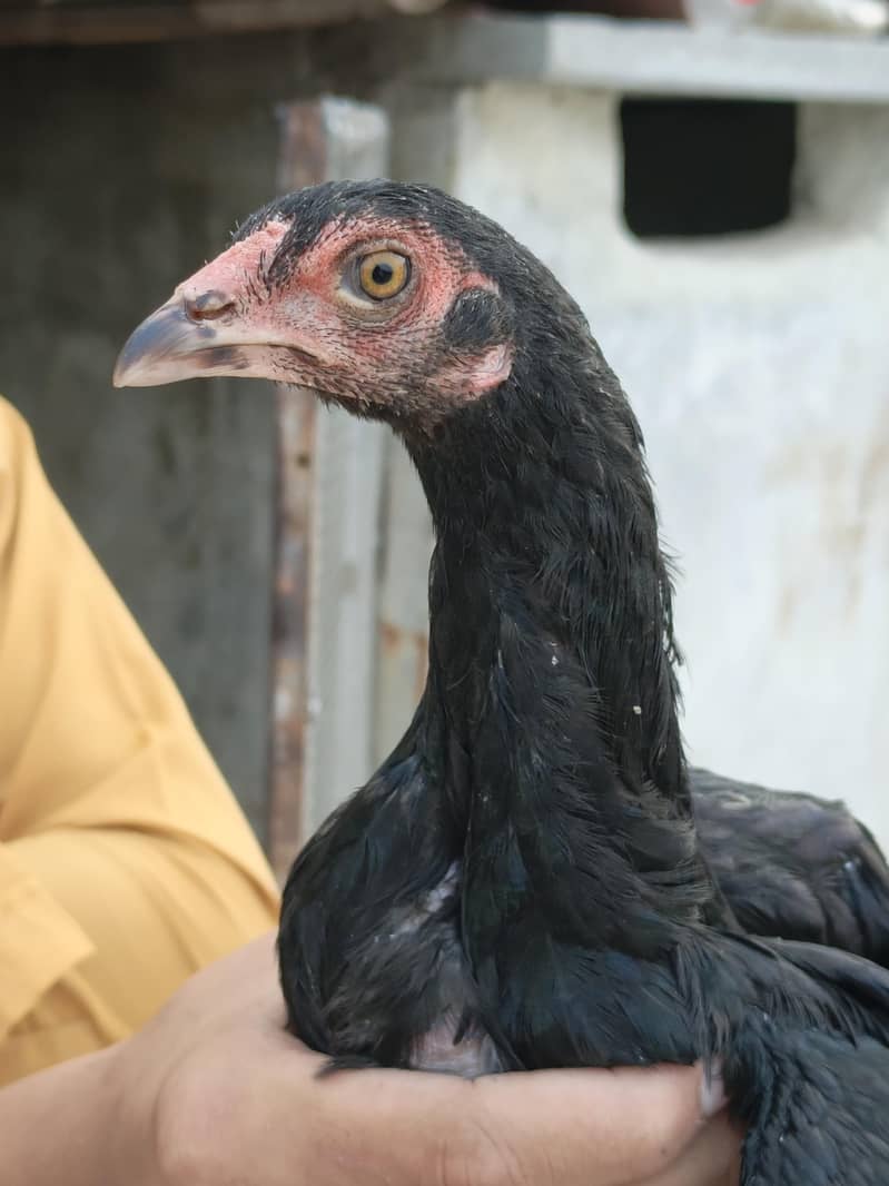Mushka aur Java Aseel 0