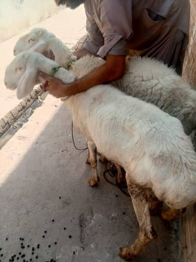 white dumbe