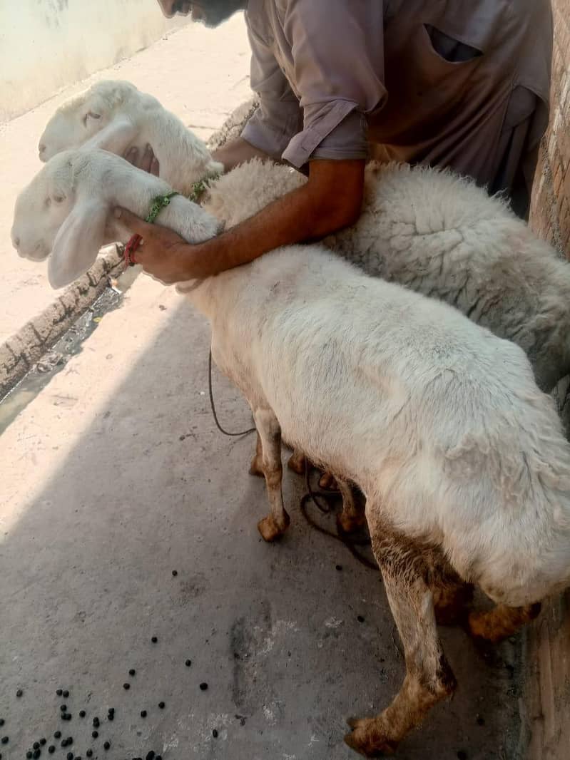 white dumbe 0