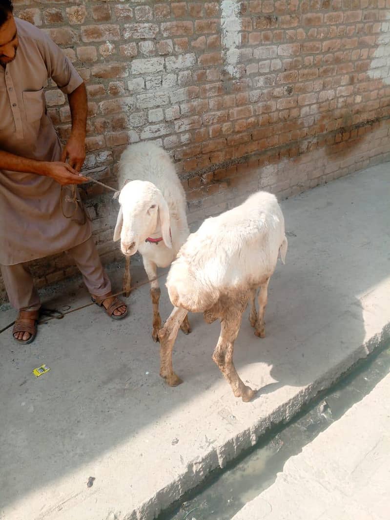 white dumbe 2