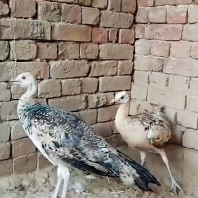 Blue Peacock Pair Chicks For Sale