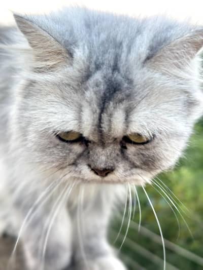 Pure sibarian sami punch face cat