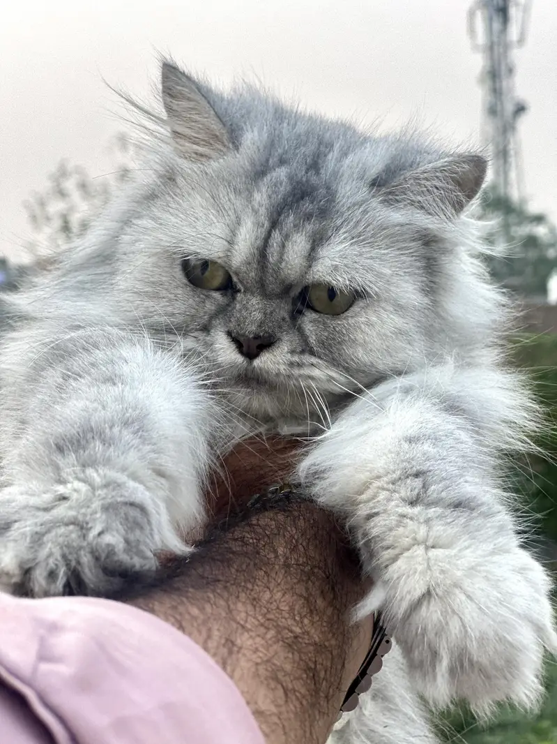 Pure sibarian sami punch face cat — photo 2