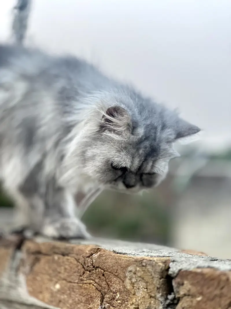 Pure sibarian sami punch face cat — photo 3