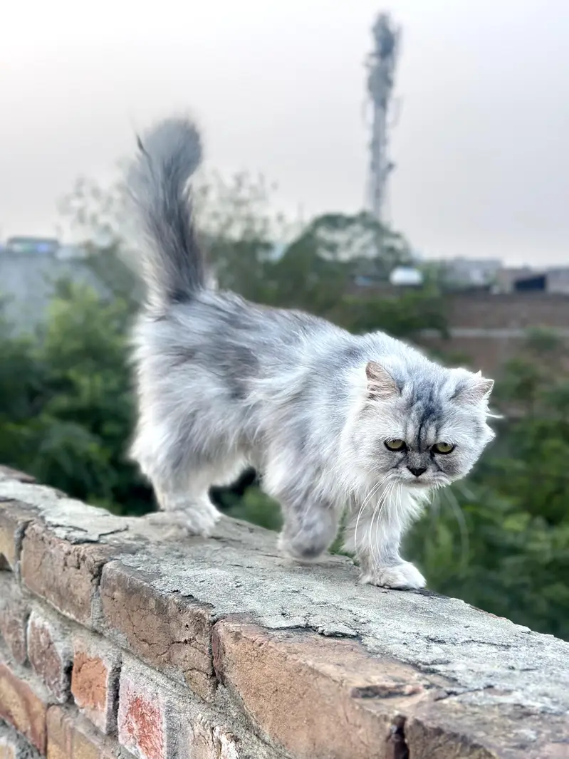 Pure sibarian sami punch face cat — photo 4