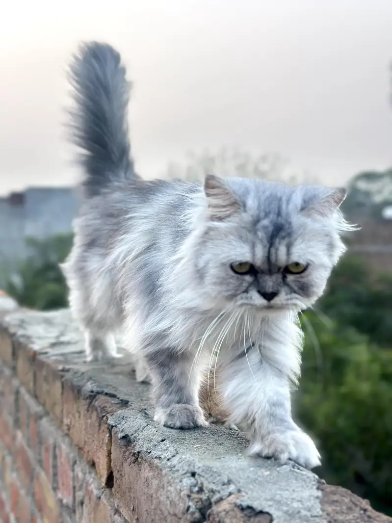 Pure sibarian sami punch face cat — photo 5
