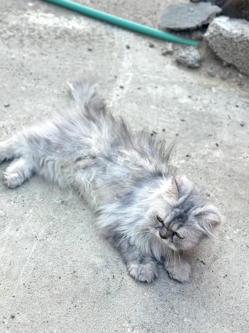 Pure sibarian sami punch face cat — photo 6
