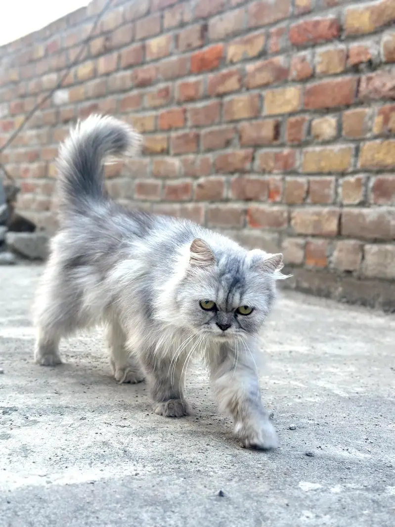 Pure sibarian sami punch face cat — photo 7
