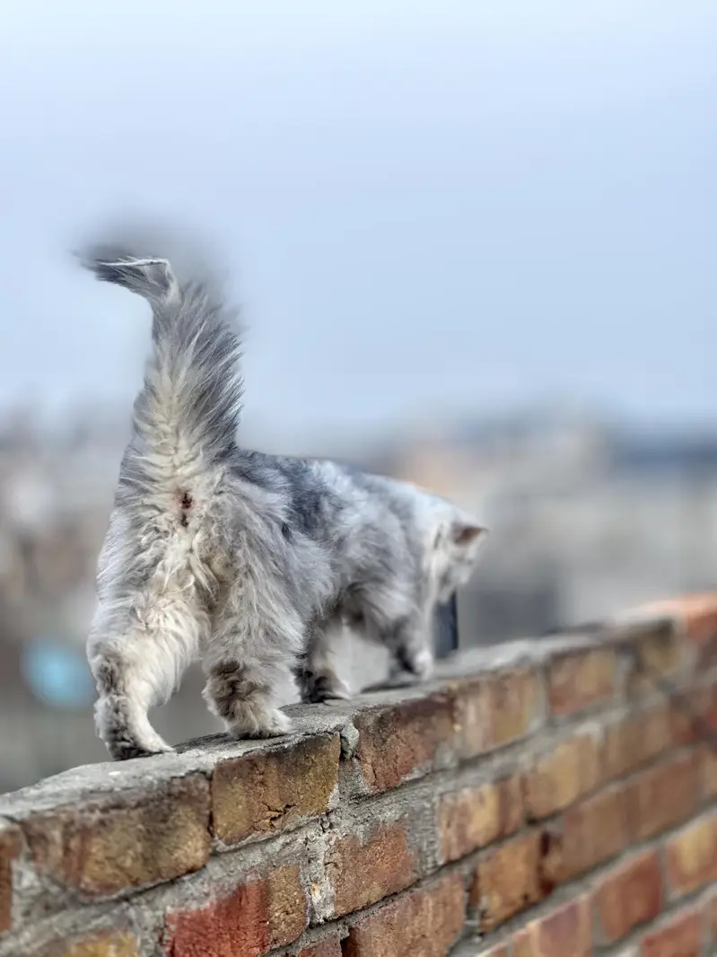 Pure sibarian sami punch face cat — photo 8