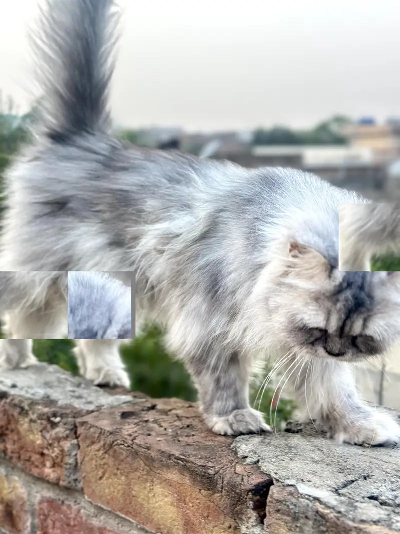 Pure sibarian sami punch face cat — photo 9