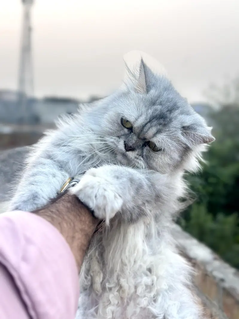 Pure sibarian sami punch face cat — photo 10