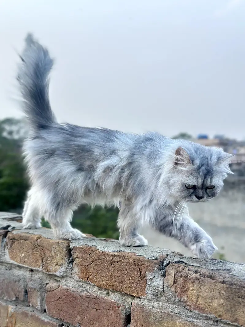 Pure sibarian sami punch face cat — photo 11