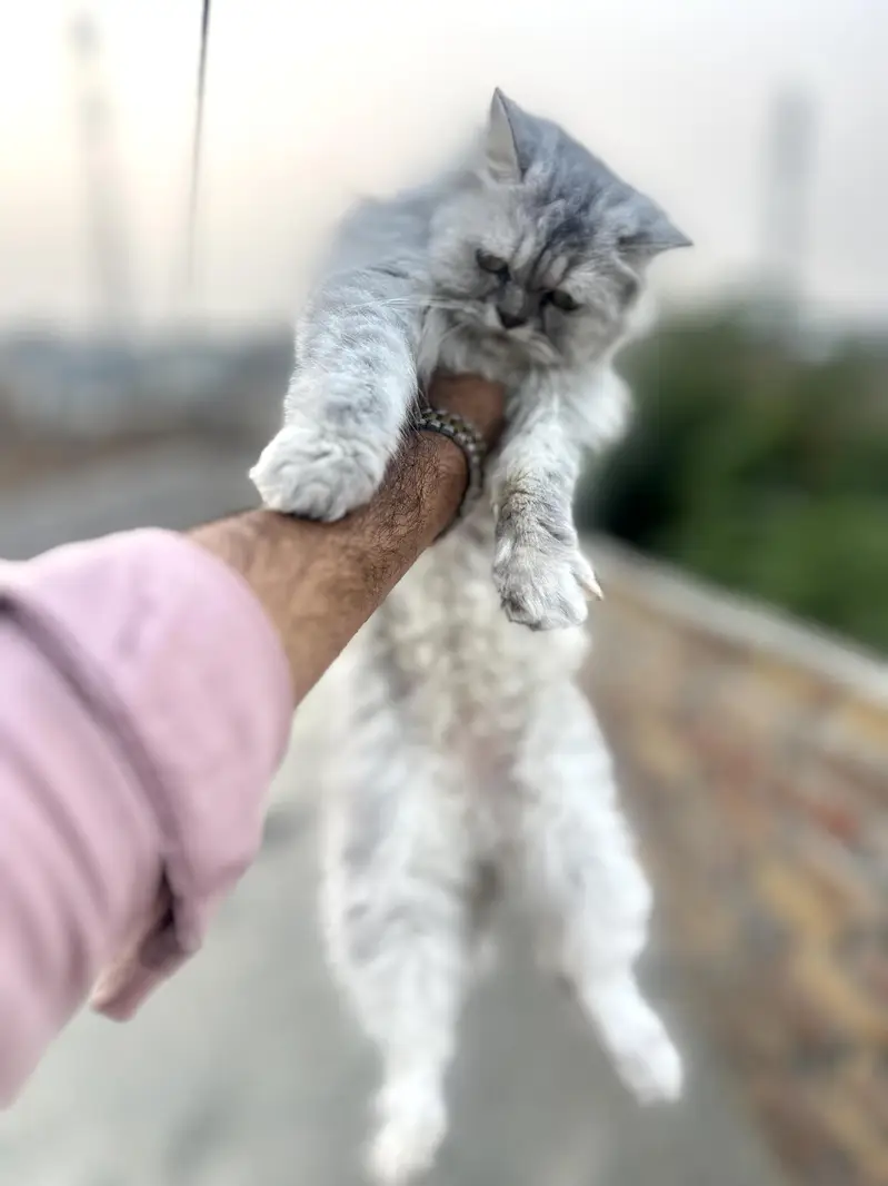 Pure sibarian sami punch face cat — photo 12
