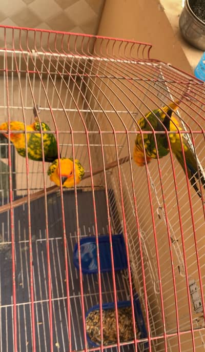 Sun Conure male