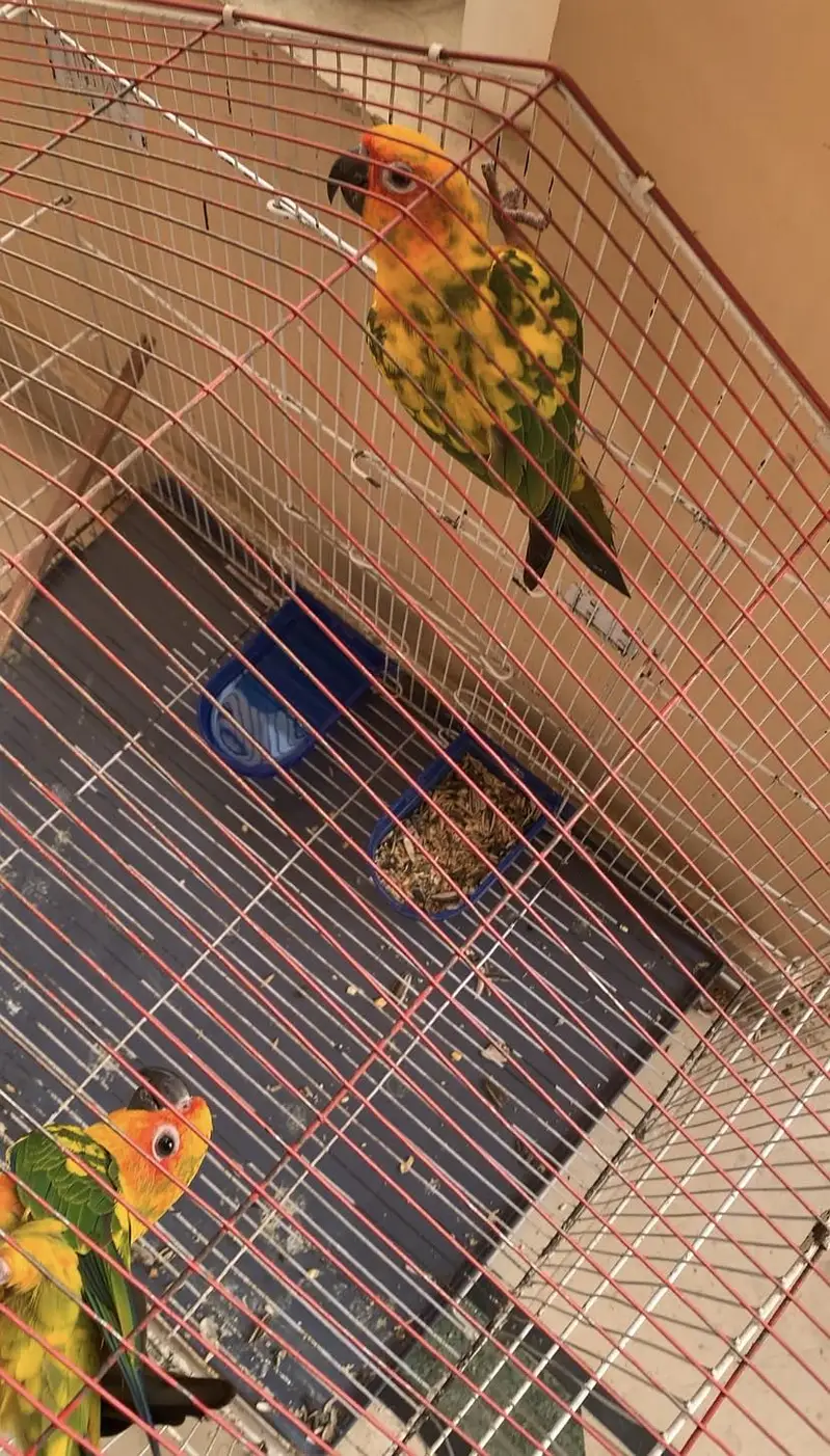 Sun Conure male — photo 2
