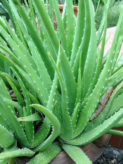 Alo vera plants for sale