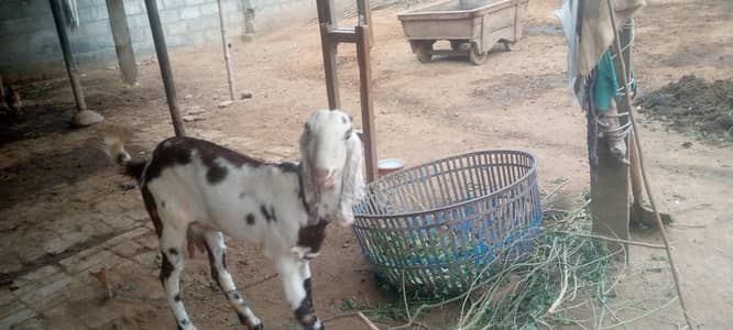 beetal cross bakri