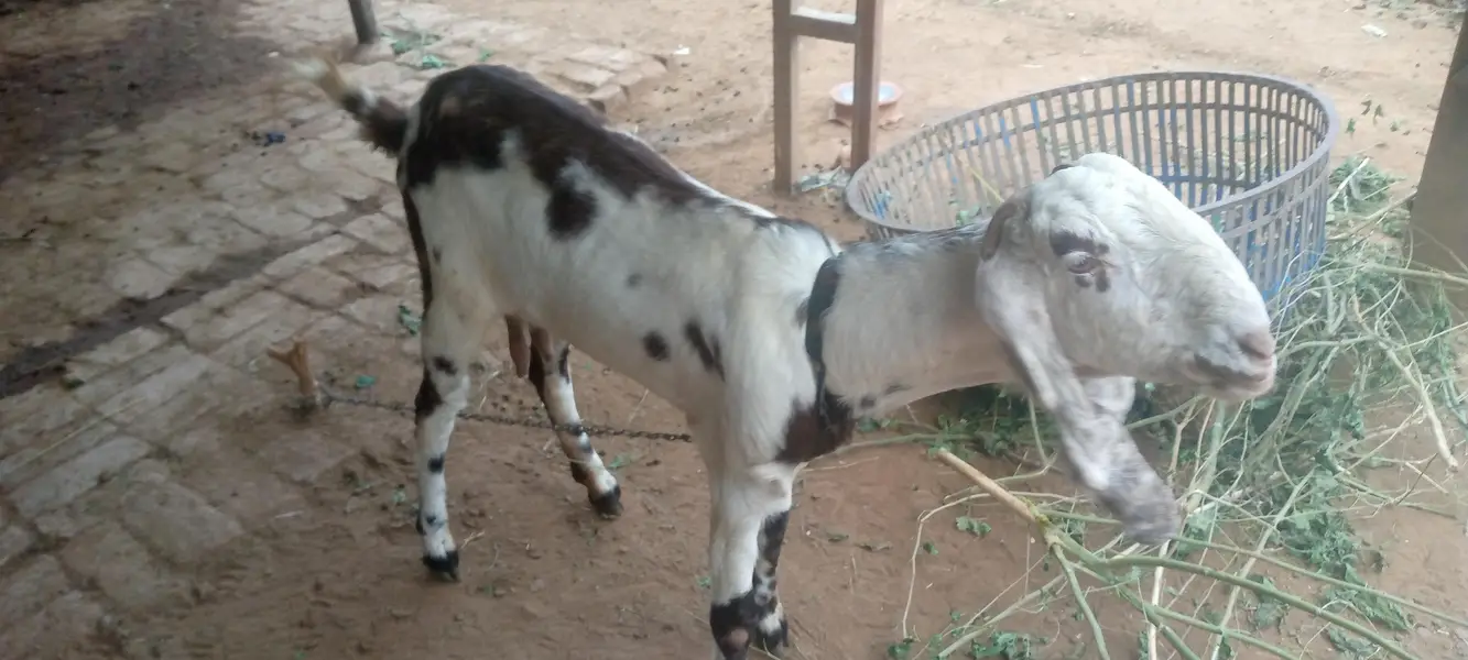 beetal cross bakri — photo 2