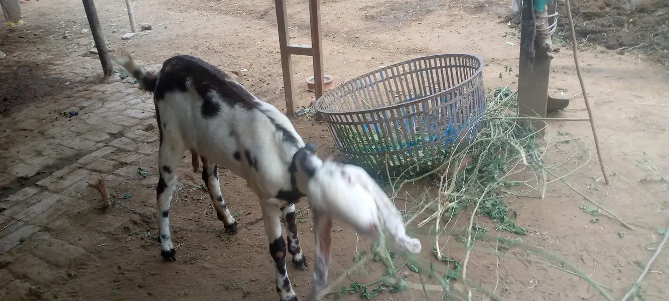 beetal cross bakri — photo 3