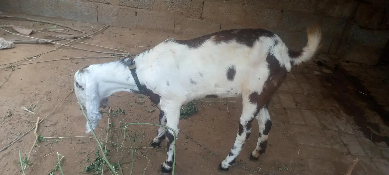 beetal cross bakri — photo 4