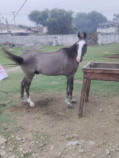 Desi Horse for sale Mirpur Ajk