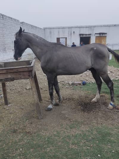 Desi Horse for sale Mirpur Ajk  Neza Baz Horse